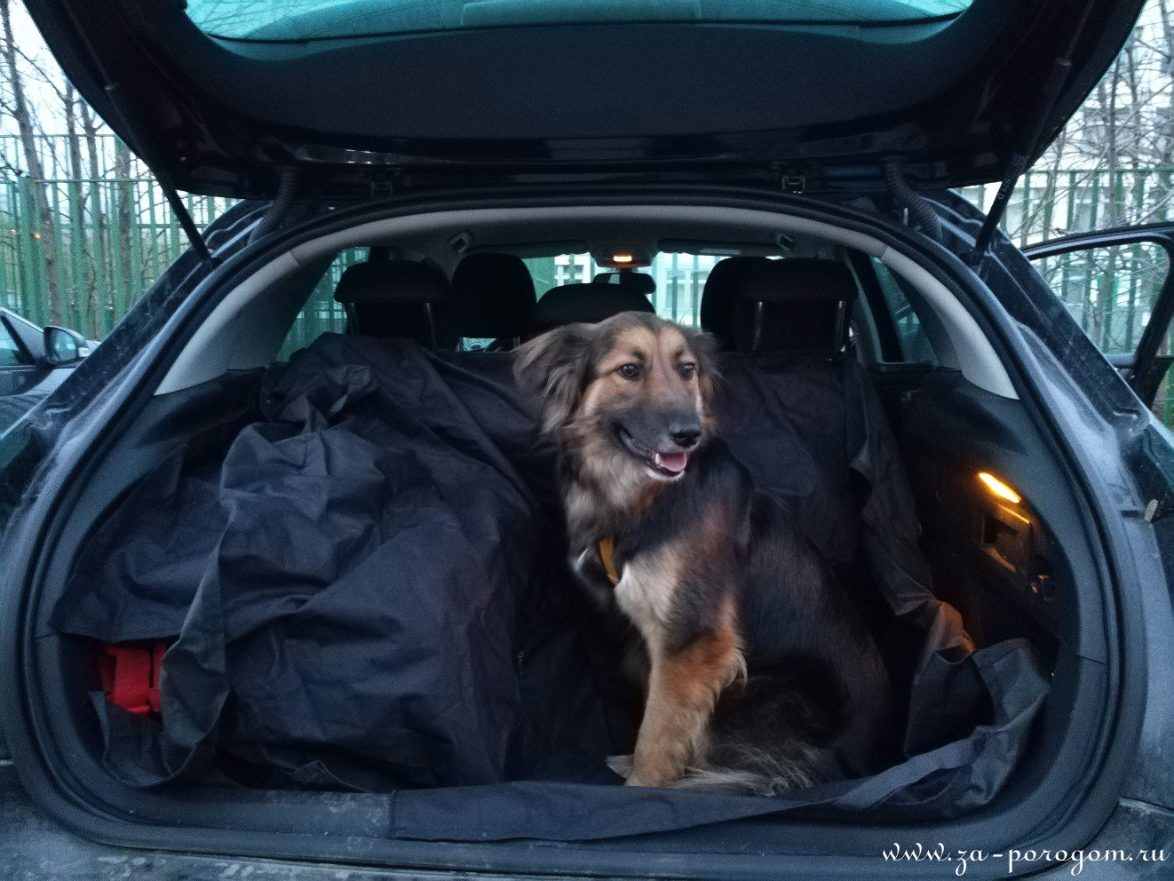 В грузию на машине с собакой