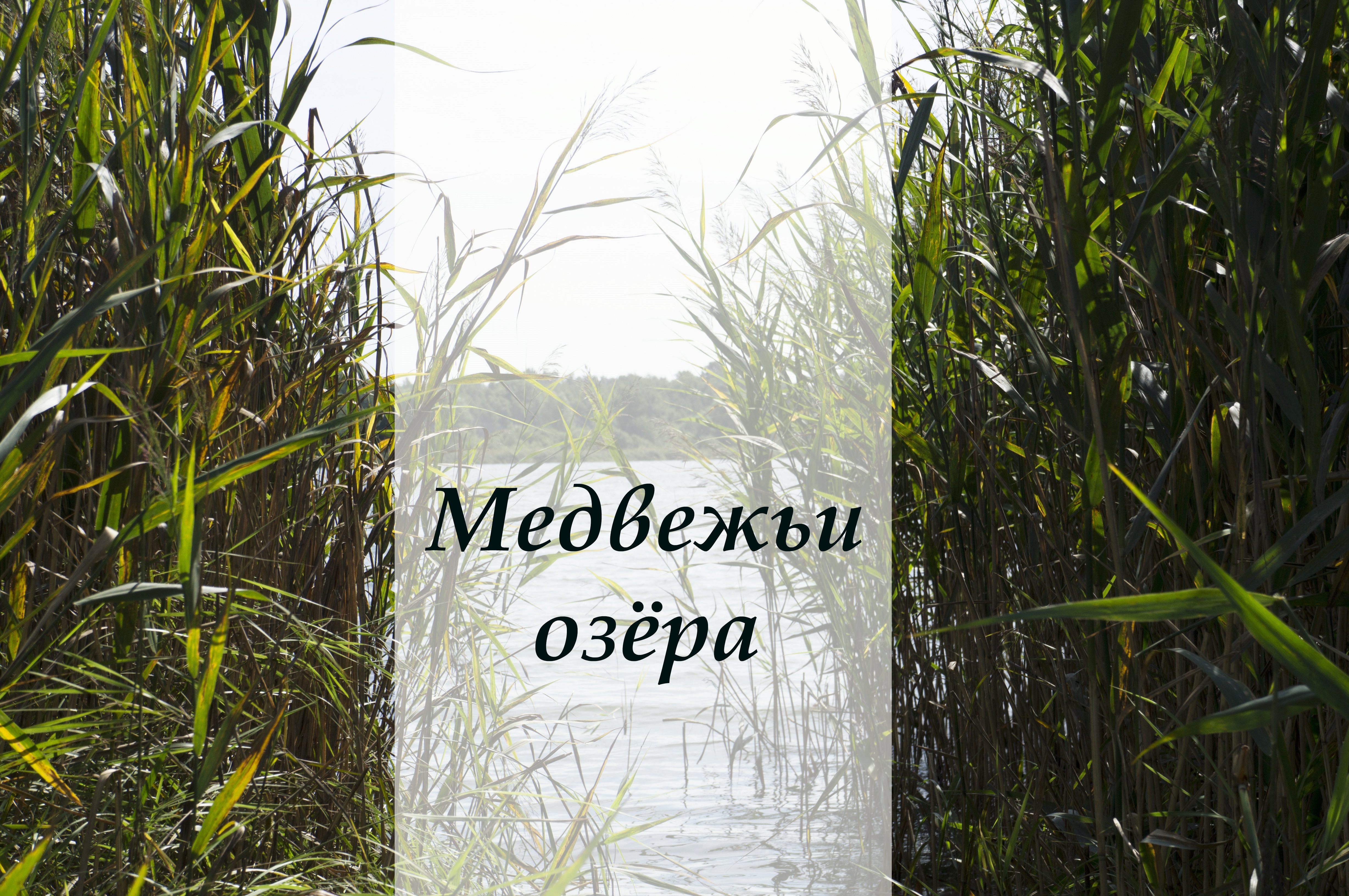 Медвежьи озёра | Отзыв и фото-экскурсия по озёрам | Места для купания и  летнего отдыха рядом с Москвой | Travel-блог 