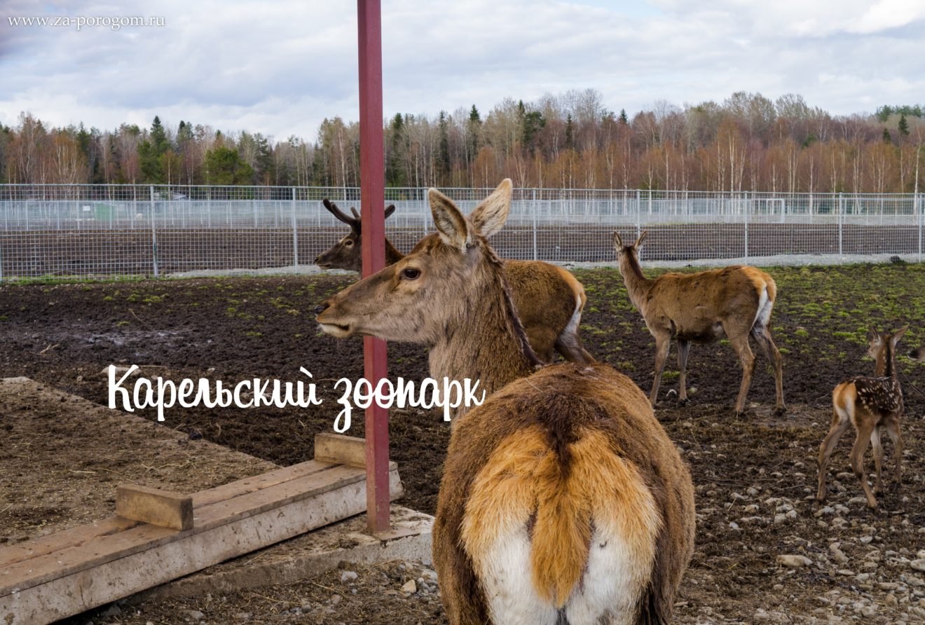 Оренбург самара на ларгусе