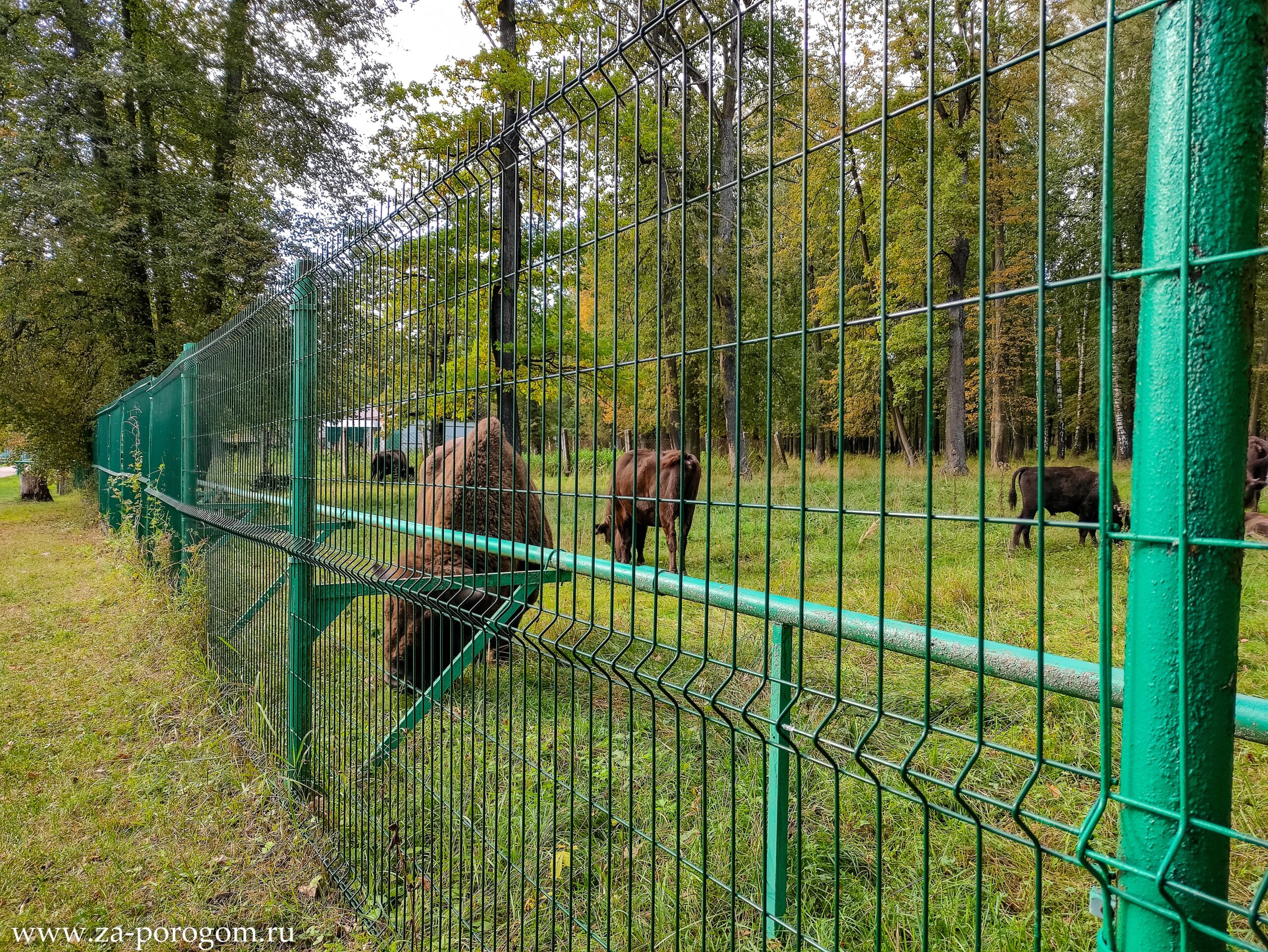 В гости к зубрам Подмосковья | Отзыв о Приокско-Террасном заповеднике |  Travel-блог 